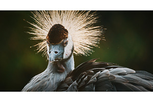 Crowned Crane with Unique Feathered, an Animal Photo by Our Amazing World