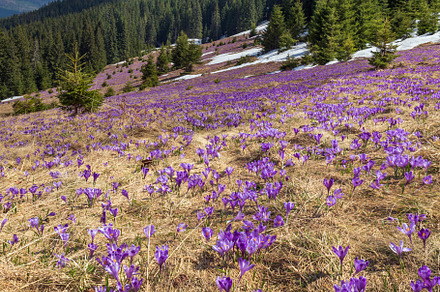 Blooming purple violet Crocus heuffelianus (Crocus vernus) alpin, a Nature Photo by YuriyB