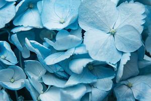Blue hydrangea flowers blooming in a natural garden, a Nature Photo by Olena Rudo