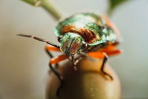 Metallic Jewel Bug, an Animal Photo by Rob D Animal Photography