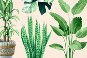INDOOR PLANTS watercolor clipart set, a Decorative Illustration by MariArtySpace (Thumbnail 7 of 8)