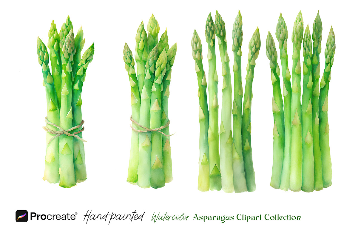 Watercolor Asparagus Clipart, a Food Illustration by crafty (Photo 5 of 5)