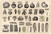 150 Vintage Vegetables (Vector), a Food Illustration by Brigantine Designs (Thumbnail 6 of 7)