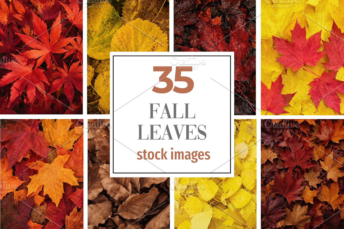 Fall Leaves Background Bundle, a Background Photo by Selenique Studio (Photo 1 of 7)