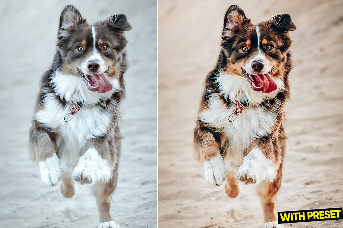 Love Dogs Presets for Lightroom, a Preset Add-On by Hubzway (Photo 5 of 5)