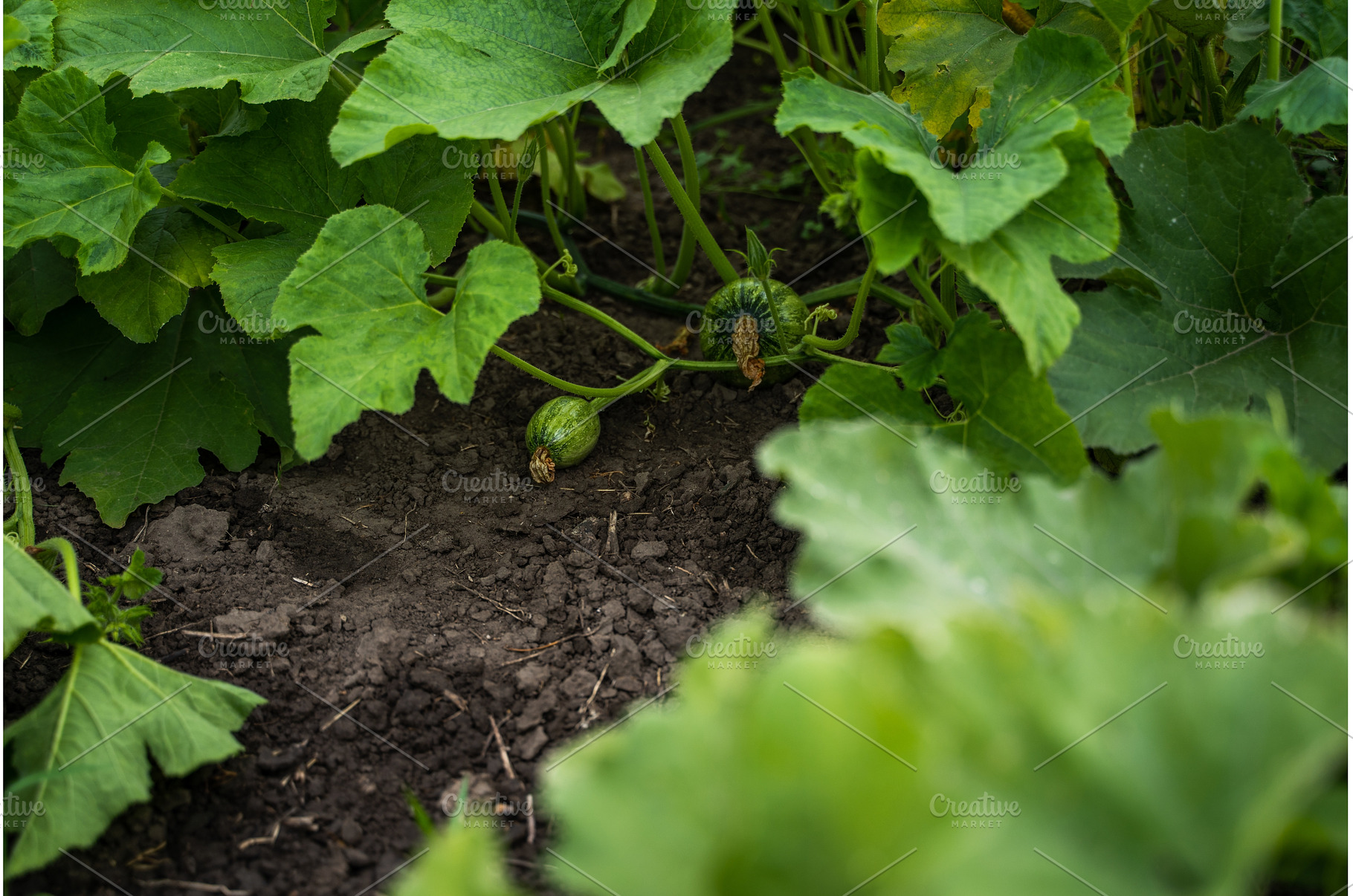 Young pumpkins and squash developing, a Nature Photo by volodymyrshtun13795