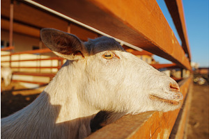 Goats lounges comfortably in a sunny, a Graphic by darksoul72