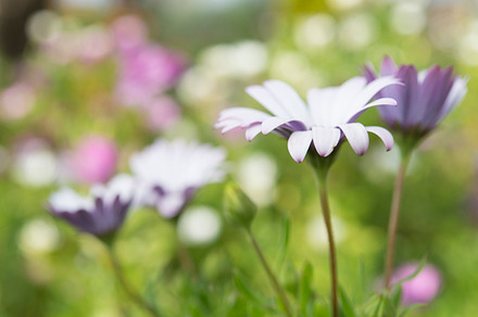 Flowers stock picture, a Nature Photo by DalaiFood