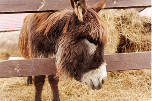 Close-up of a calm donkey with soft, an Animal Photo by darksoul72