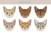 Singapura cat, an Animal Illustration by pet design shop (Thumbnail 5 of 6)
