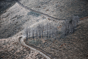 Burnt trees on hillside path, a Wallpaper Photo by SkyNext