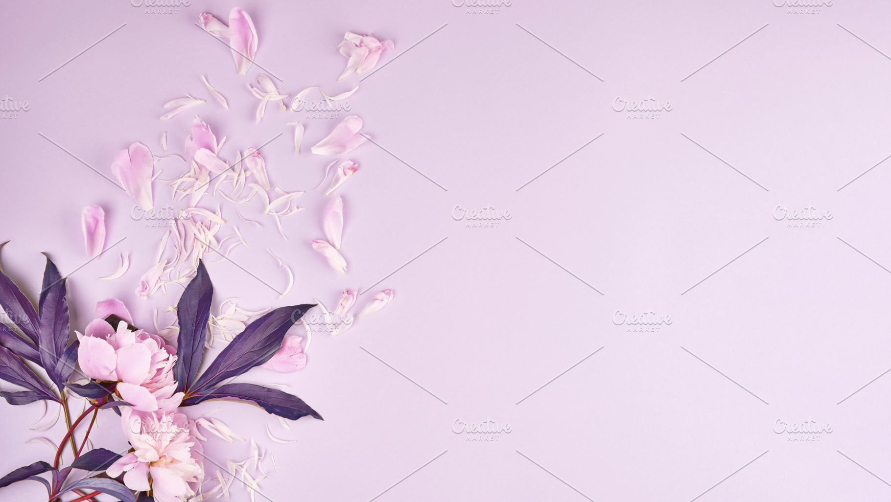 Delicate pink peonies with fallen petals on a lilac background, a Background Photo by ndanko
