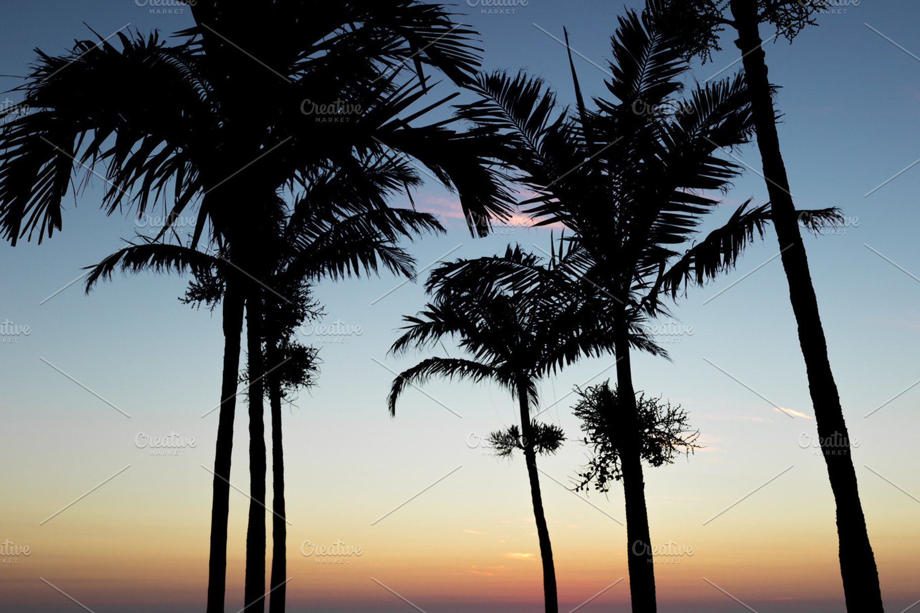 Palms stock photo containing palm and trees, a Nature Photo by Andrew Schubert Visuals