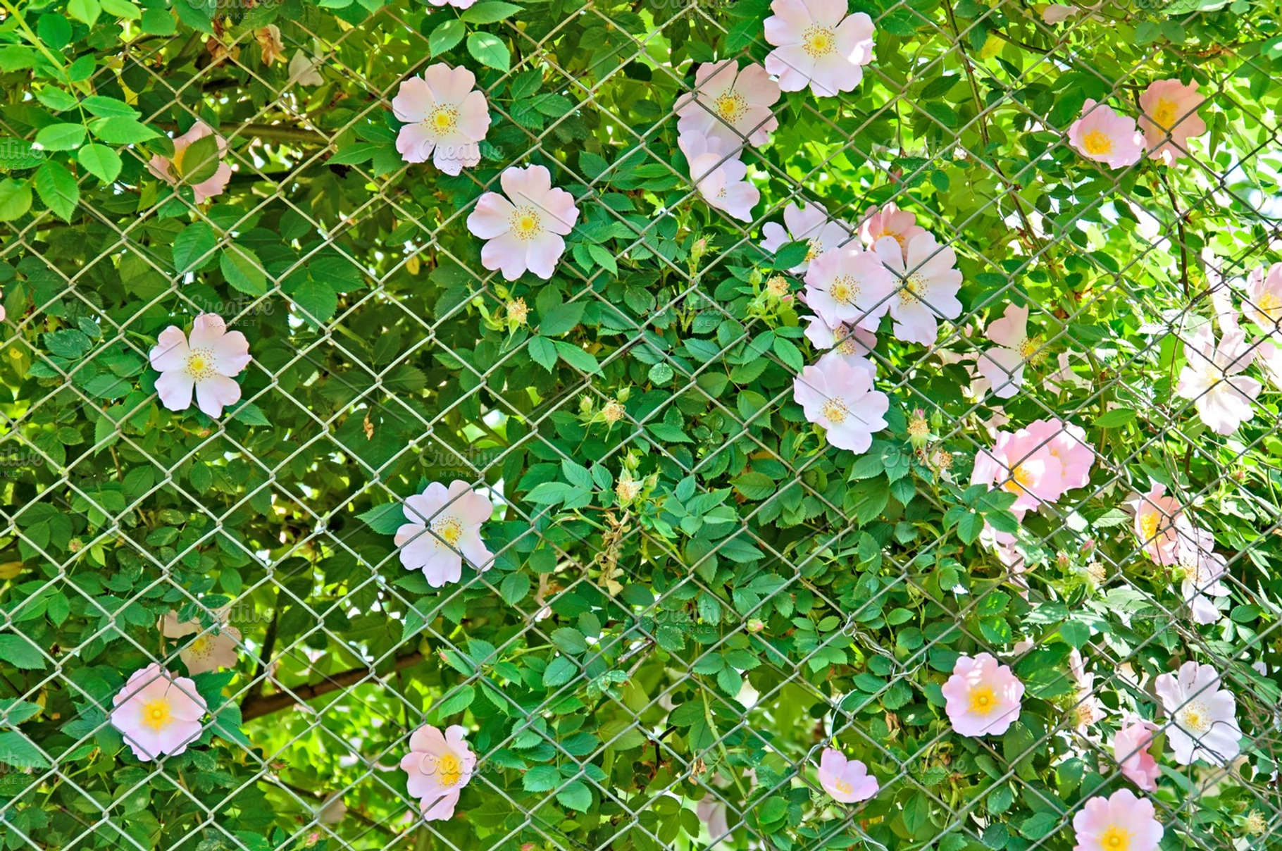 Blossoming Dogrose