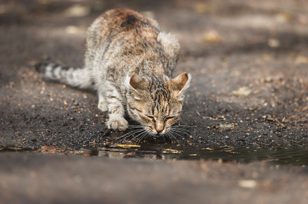 A stray cat drinking water from a pu, an Animal Photo by AlexBush