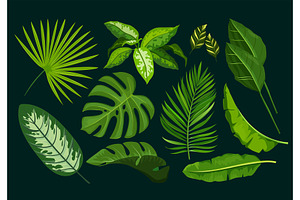 Exotic Plants Collection