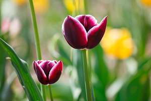 Purple tulips on meadow, a Nature Photo by Vector Tradition