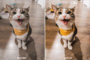 10 CAT Lightroom Presets, a Preset Add-On by MaPresets (Thumbnail 4 of 15)