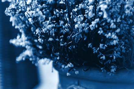 Potted heather flowers classic blue toned, a Nature Photo by Dvoevnore photos
