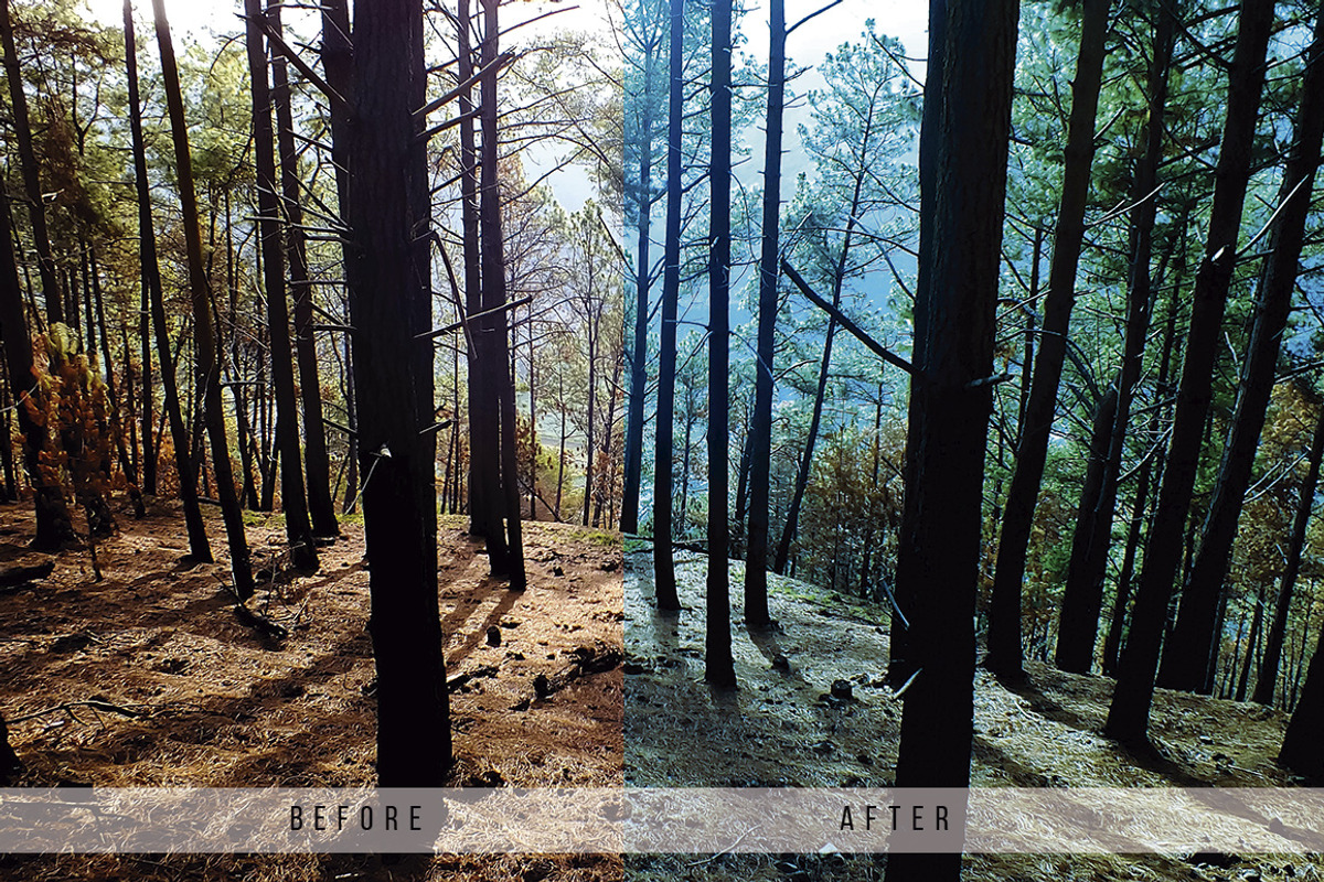 Forest Tone Lightroom Presets preview 5