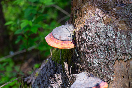 Chaga, a Nature Photo by Photo for You