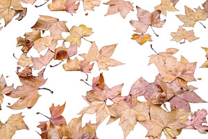Dry leaves pattern isolated photo, a Nature Photo by DanFLCreativo