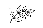 Hand Drawn Leaf Line Art Bundle, an Illustration by hafijul (Thumbnail 34 of 51)