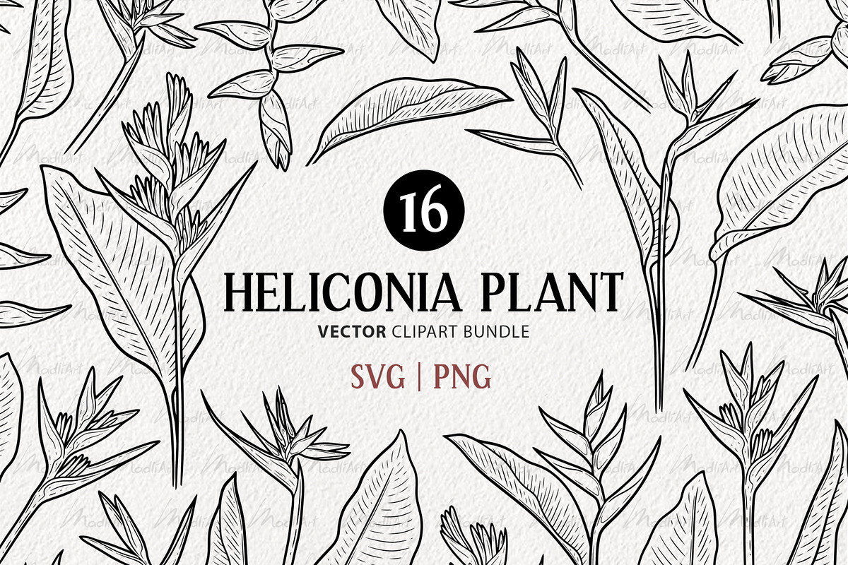 Heliconia Flower Vector Line Art, a Decorative Illustration by MadliArt (Photo 1 of 4)