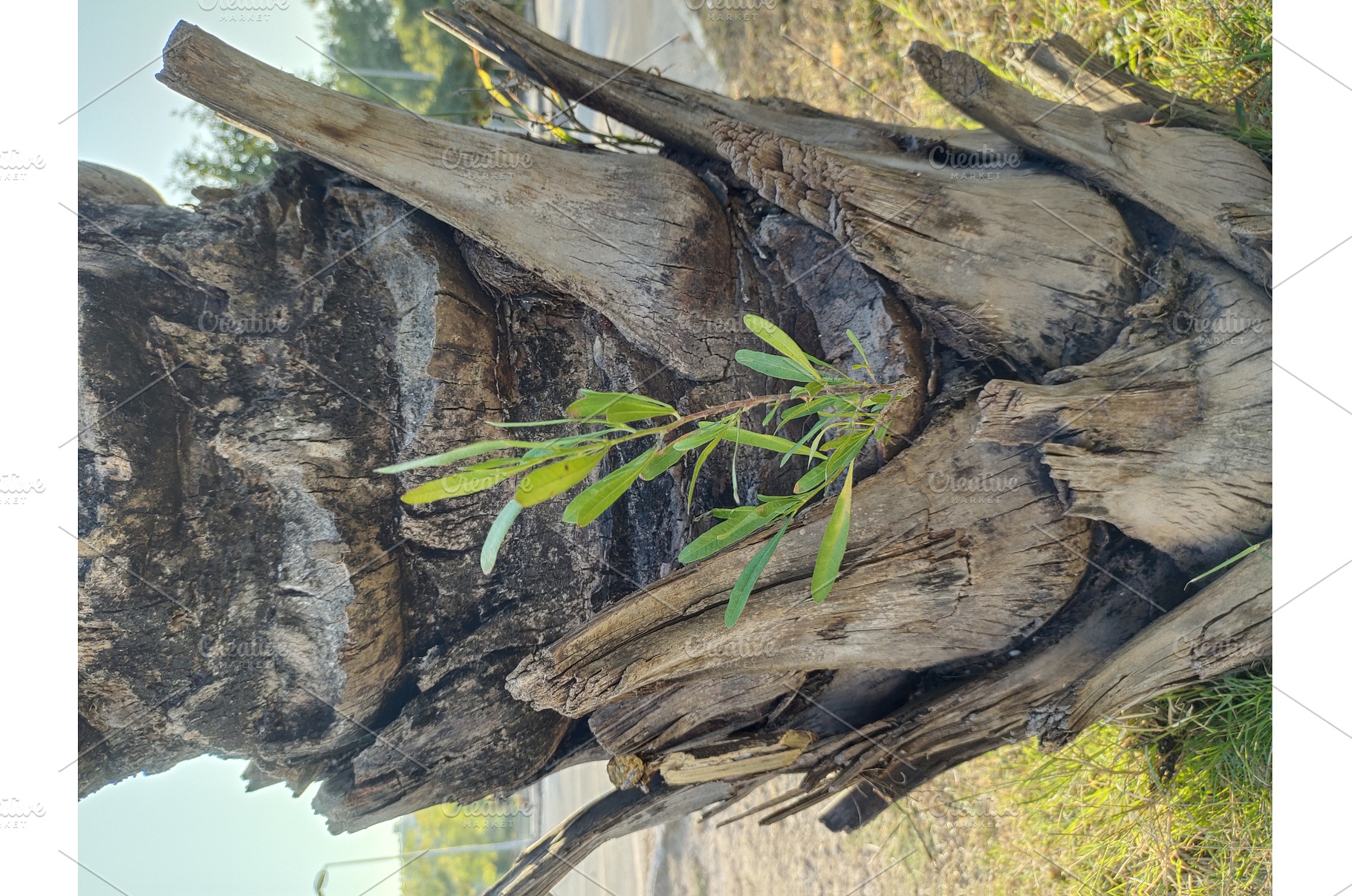 Plant emerges from a palm, a Nature Photo by LogosDen
