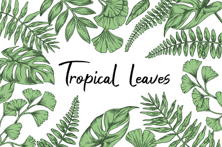 Tropical leaves.  Sketch style