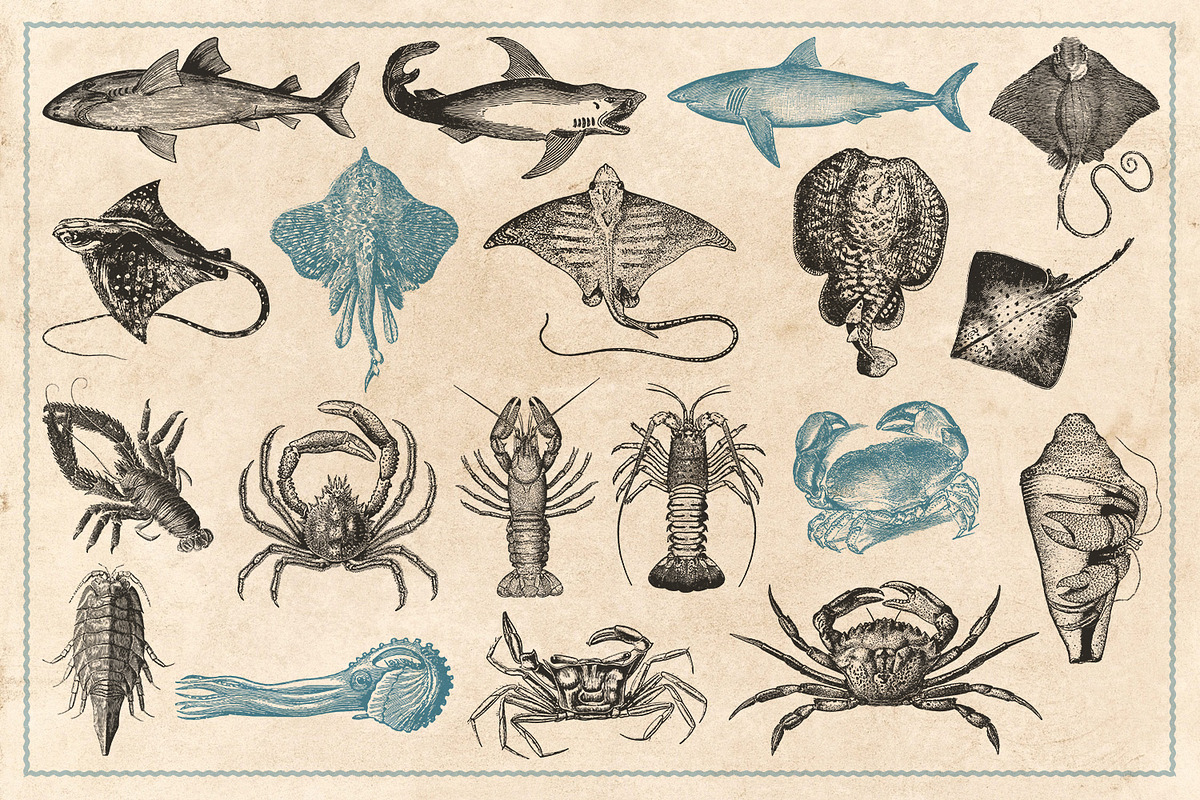 154 Vintage Sea Illustrations, an Animal Illustration by Brigantine Designs (Photo 6 of 10)