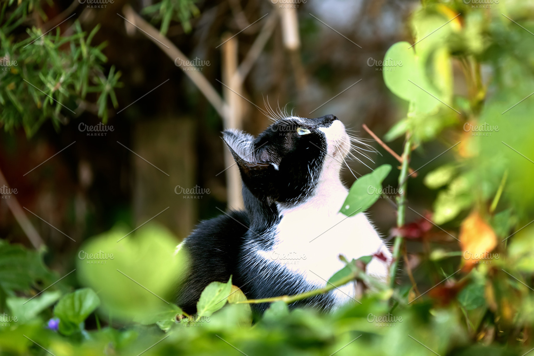 black and white cat in the grass, an Animal Photo by Perpis