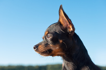 Head of a Russian Toy dog