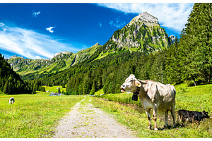 Cow in the Swiss Alps, an Animal Photo by Leonid Andronov