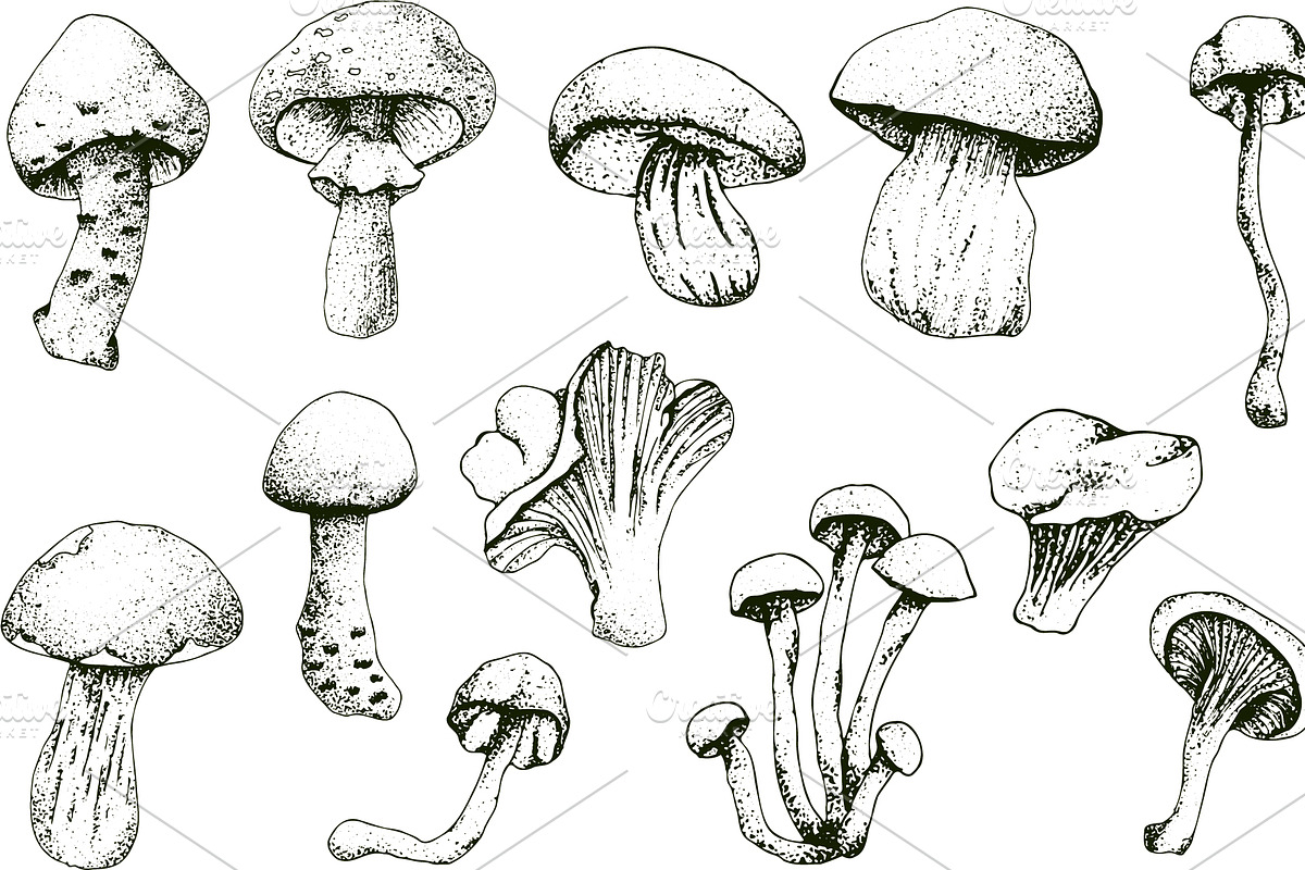Hand drawn vintage mushrooms, a Food Illustration by Elena Mykhailenko (Photo 2 of 5)