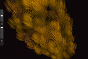 Plumage Atelier. Procreate Brushes, a Brush Add-On by Eldar Zakirov's (Thumbnail 12 of 25)