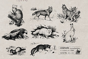 Vintage Bundle 2500+ Free Update, an Animal Illustration by Retro Machine (Thumbnail 159 of 170)