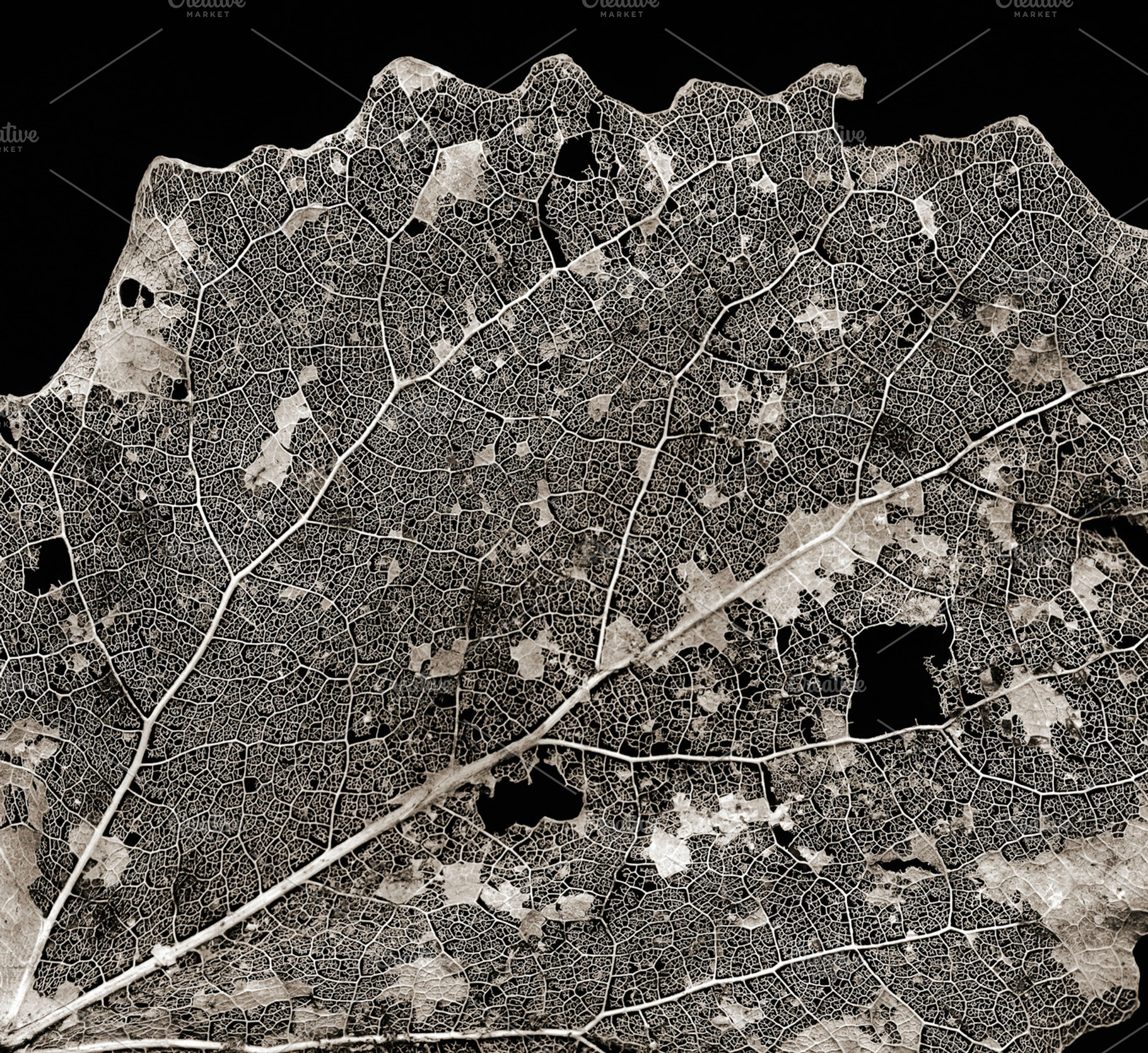 Dry leaf/LARGE