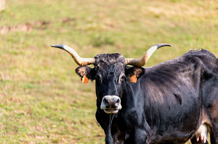 Portrait of Vaca Tudanca in Cantab, an Animal Photo by Perpis