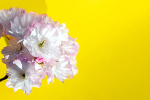 Delicate cherry blossom flowers with white and pink petals on a, a Nature Photo by Ales Munt