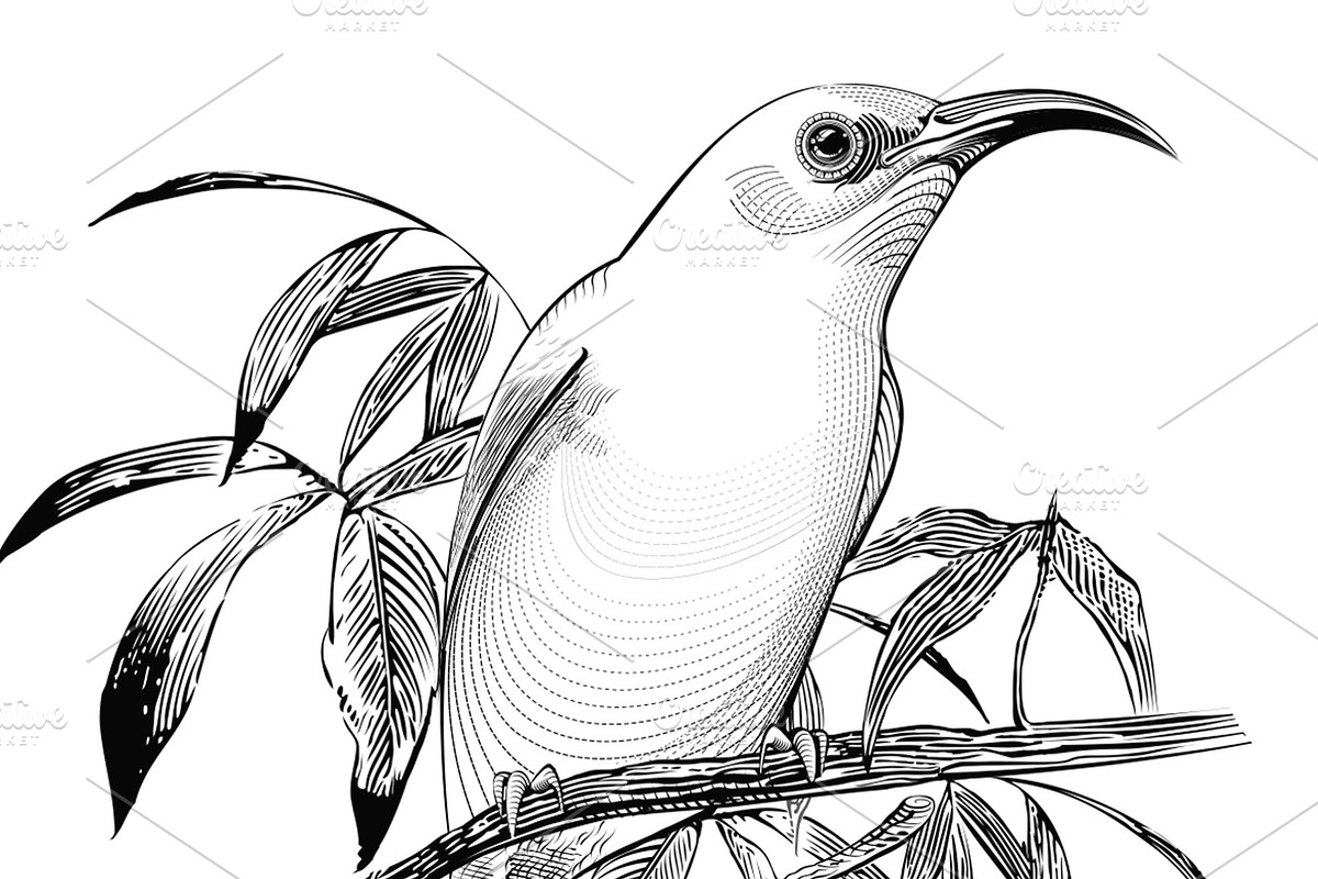 Bird Vector. Engraving illustration, an Animal Illustration by Tettygreen (Photo 2 of 3)