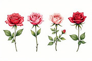 Romantic Watercolor Rose Clipart Set, an Illustration by hafijul (Thumbnail 9 of 12)