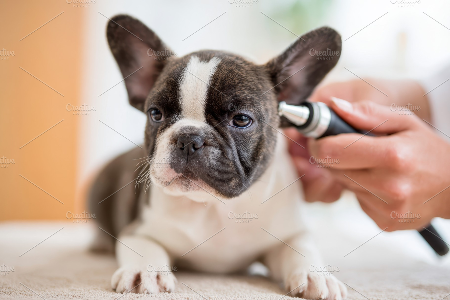 Veterinarian examining dog ear in clinic, an Animal Photo by AlyaAnd