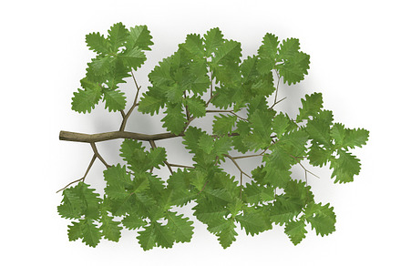 Oak Branch