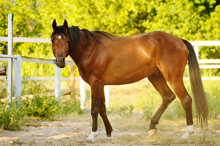 Brown stallion standing in the sun