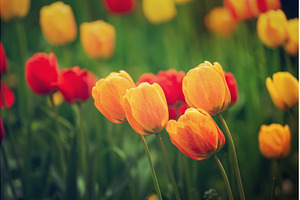 Yellow and red flowers, a Nature Photo by Nature and travel