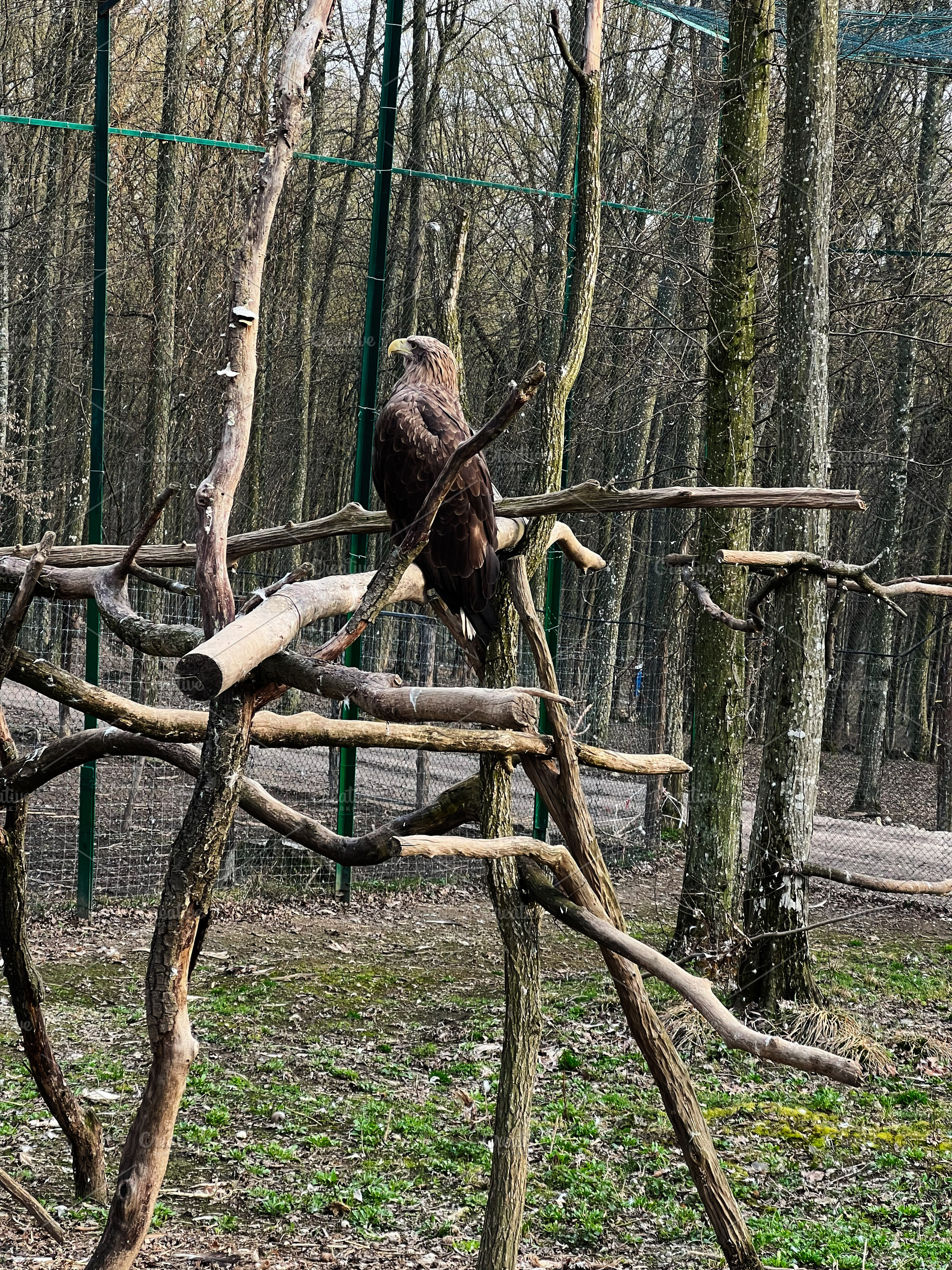 Magnificent eagle perched on tree branch in forested conservation reserve, a Photo by AS photostudio