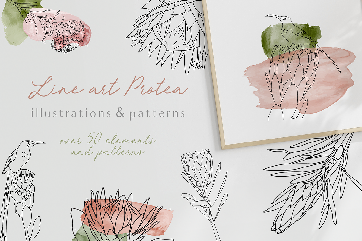 Line Art Protea Flower Elements, an Illustration by CL Creative Studio (Photo 1 of 12)