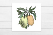 Мango Vector Collection, an Illustration by Lubov Illustrations Shop (Thumbnail 7 of 7)