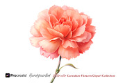 Watercolor Carnation Flowers Clipart, an Object Graphic by crafty (Thumbnail 4 of 7)